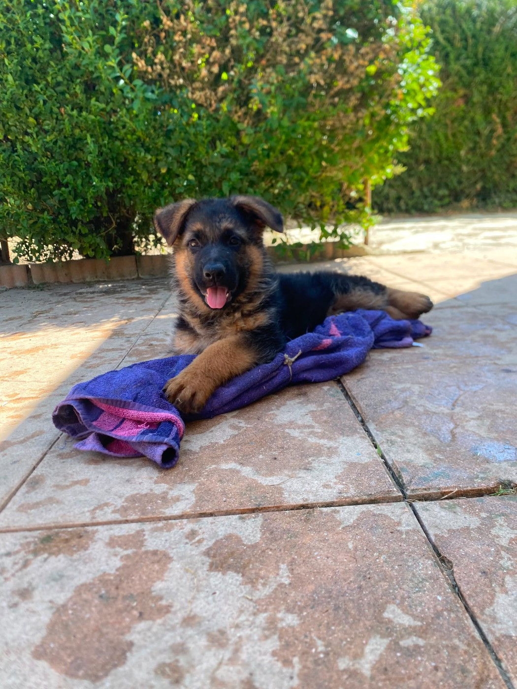 Du Domaine De La Chérodiere - Chiots disponibles - Berger Allemand
