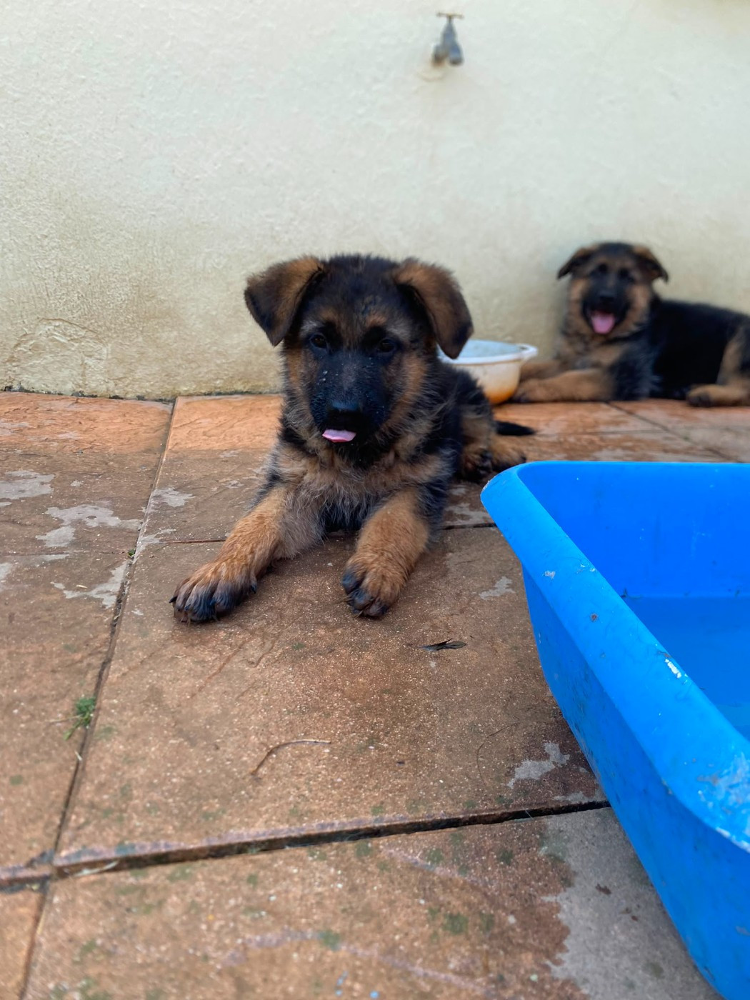 Du Domaine De La Chérodiere - Chiots disponibles - Berger Allemand